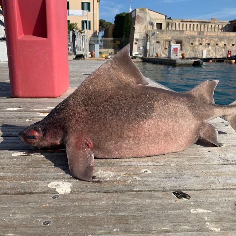 Морда свині, а тіло акули: дивного мутанта піймали в Італії (фото)