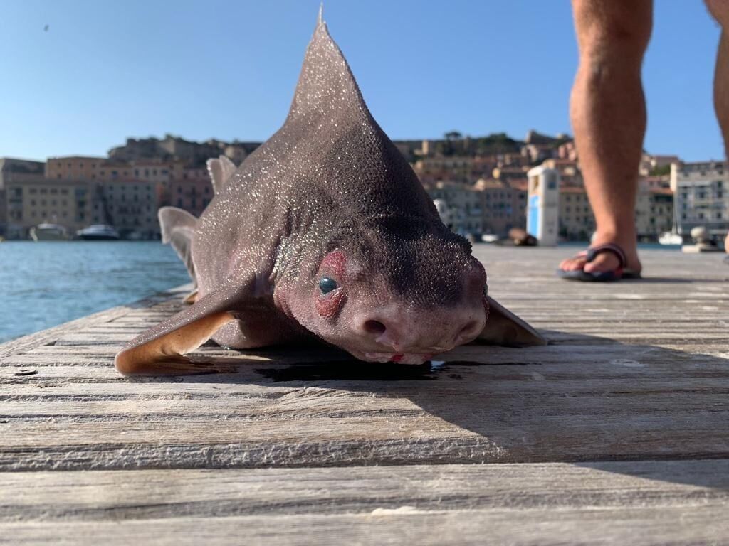 Морда свиньи, а тело акулы: странного мутанта поймали в Италии (фото)