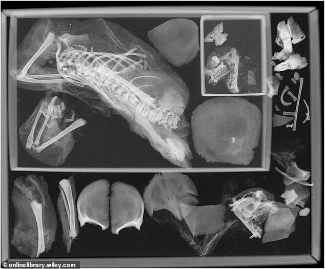 Ученые были в шоке, исследуя мумию из Египта: у женщины внутри нашли мертвых детей (фото)