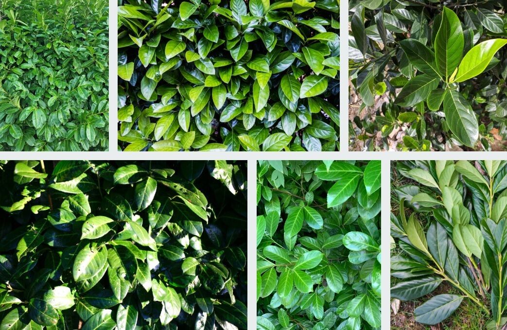 Семь растений, которых не должно быть в вашем саду: принесут только проблемы (фото)