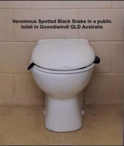 Poisonous snake found in a toilet in Australia (video and photos)
