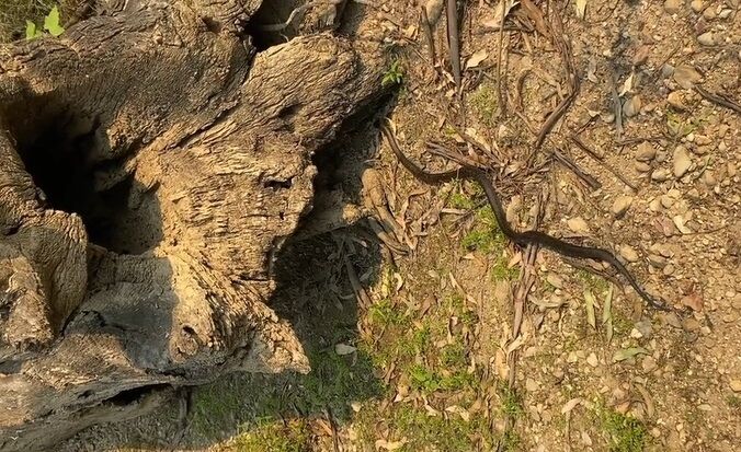 Ядовитую змею нашли в унитазе в Австралии (видео и фото)