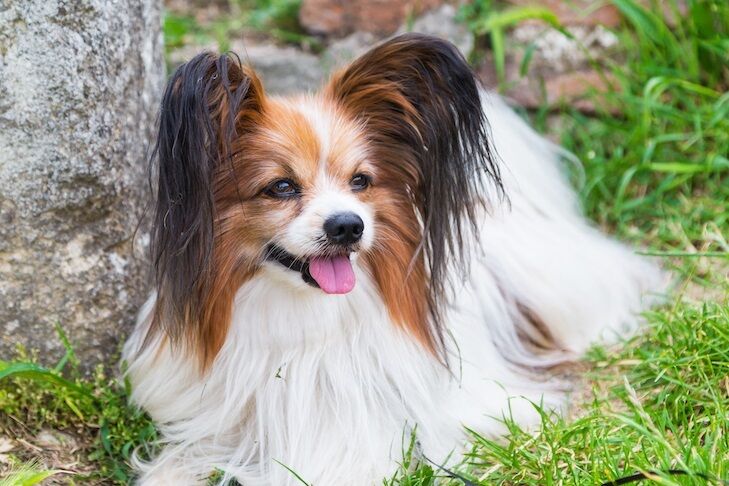 Названі кращі породи собак для початківців: поради експертів