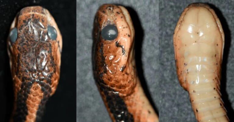 Eating slugs and snails: a new species of snakes accidentally found in China (photo)