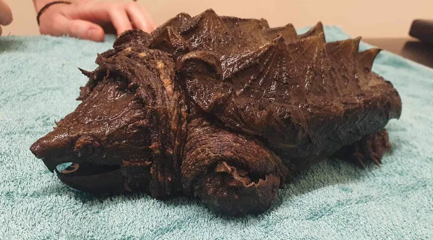 Інвазивну черепаху-алігатора знайшли в Камбрії: моторошного звіра ветеринари назвали ''Пухнастиком'' (фото та відео)