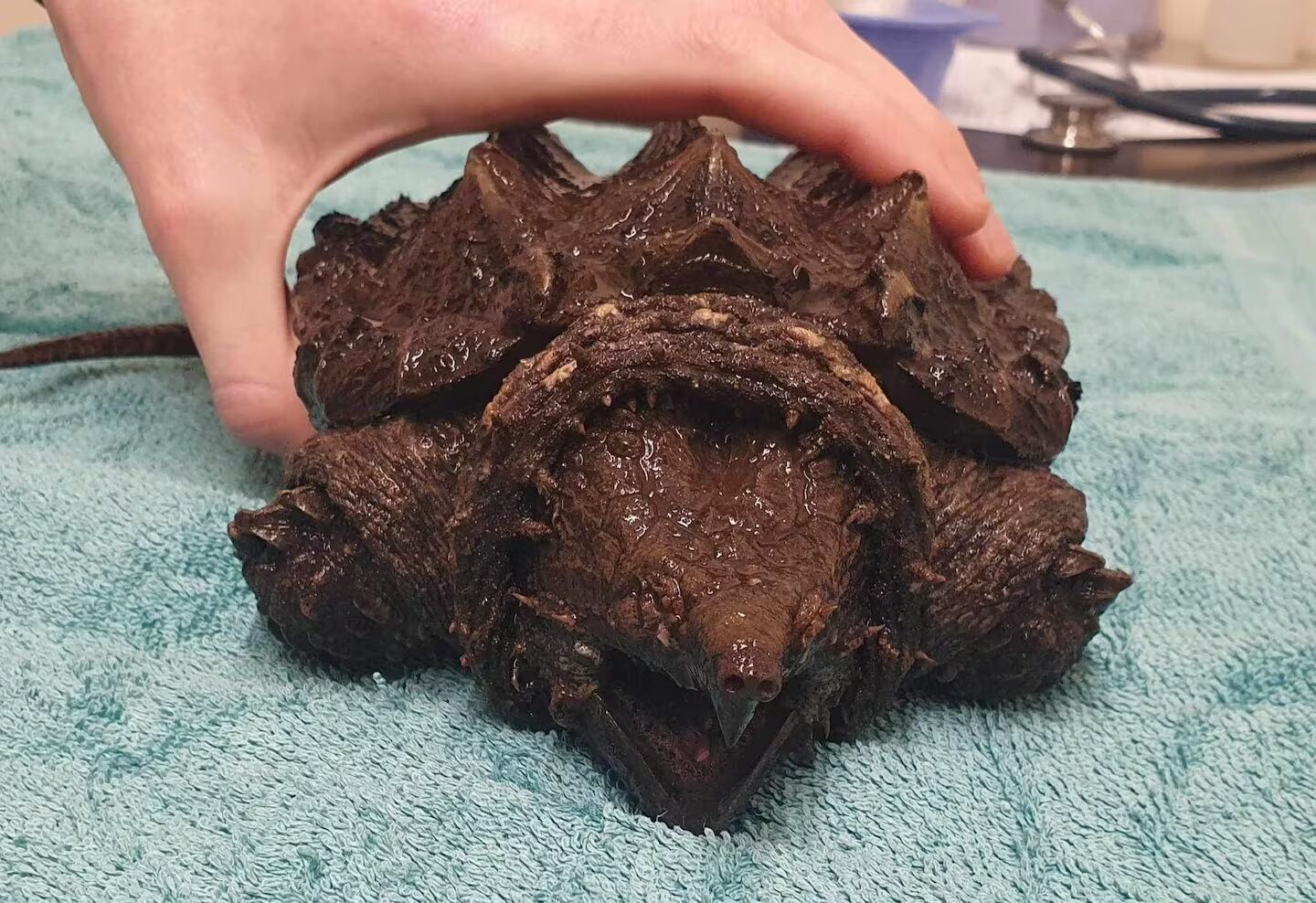 Інвазивну черепаху-алігатора знайшли в Камбрії: моторошного звіра ветеринари назвали ''Пухнастиком'' (фото та відео)