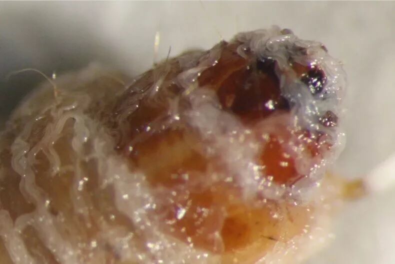 ''Чарівний хробак'' може замінити пестициди: науковці показали крихітного паразита, здатного вбивати комах-шкідників