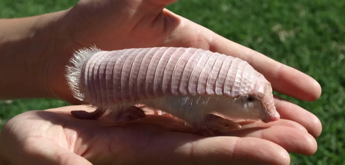 Похож на миниатюрную свинку: как выглядит уникальный розовый броненосец с двойной кожей (фото и видео)