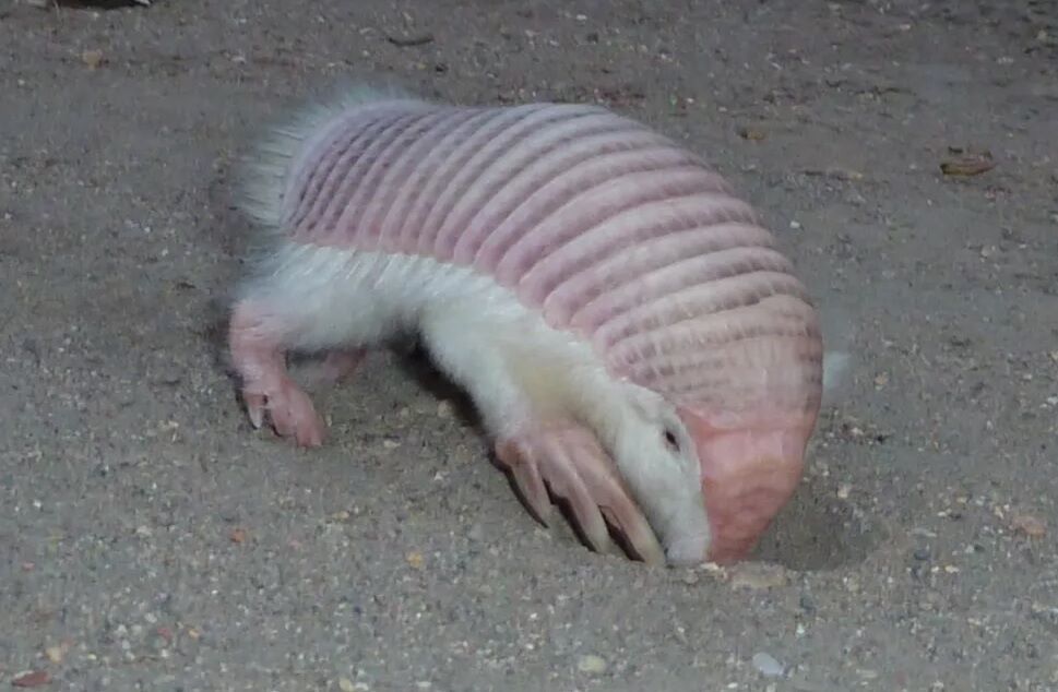 Похож на миниатюрную свинку: как выглядит уникальный розовый броненосец с двойной кожей (фото и видео)