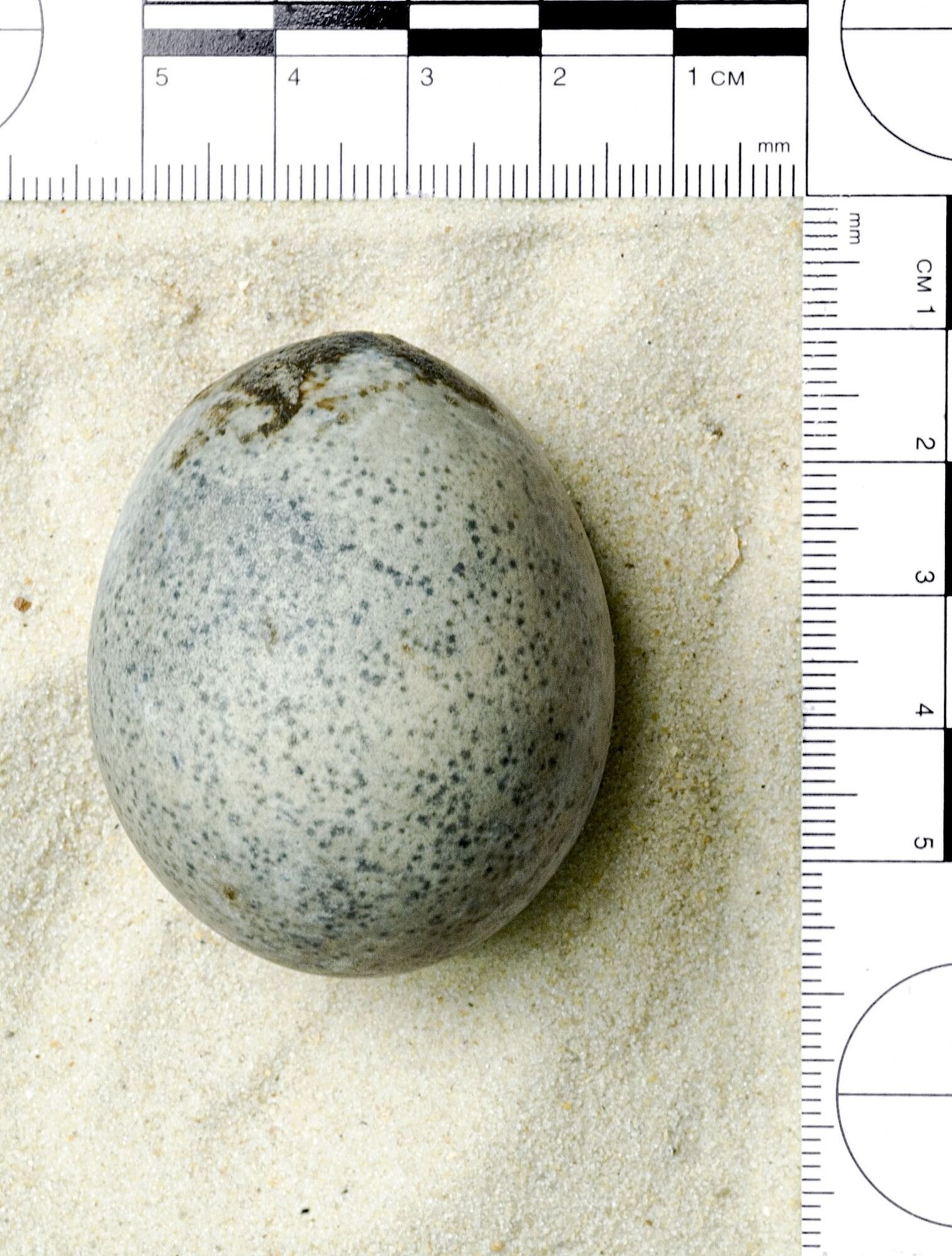 Archaeologists find intact egg with yolk inside, 1700 years old (photo)