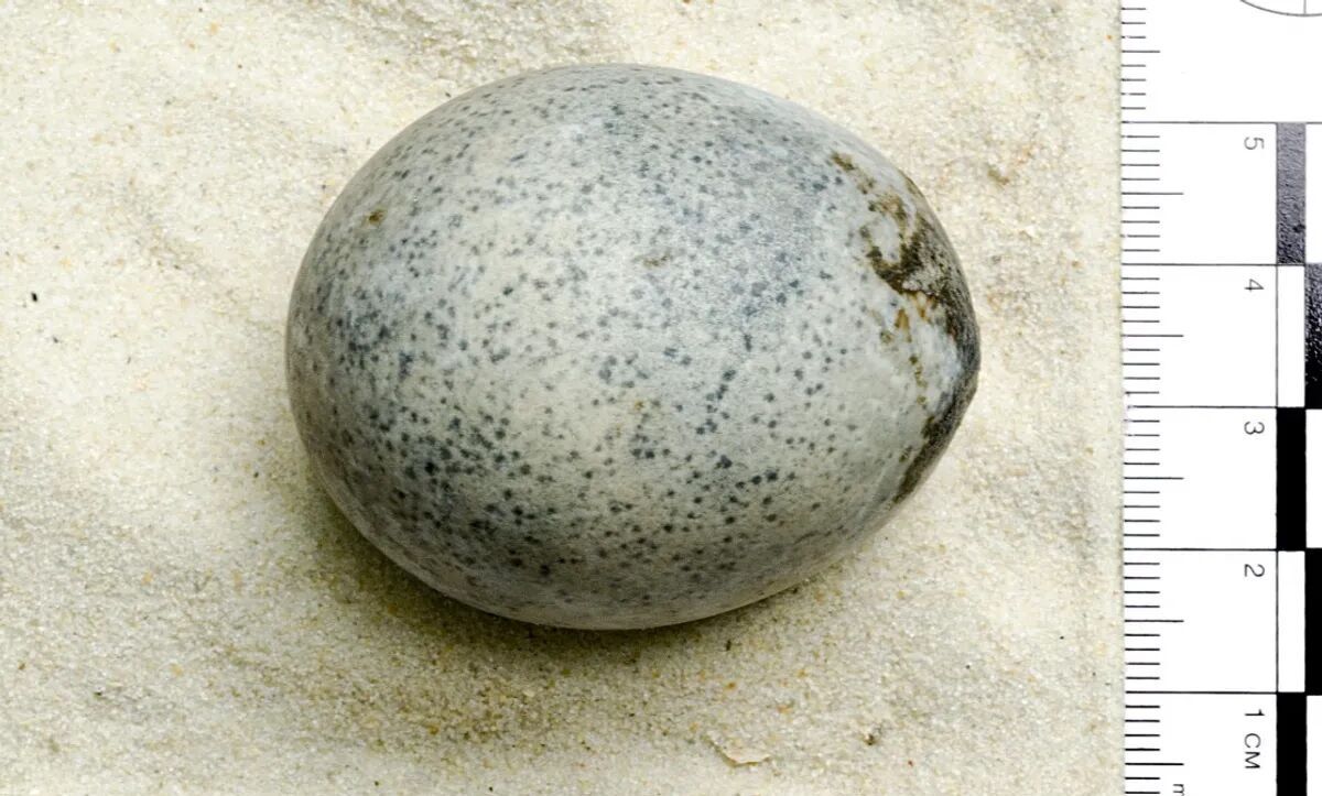 Археологи обнаружили неповрежденное яйцо с желтком внутри, которому 1700 лет (фото)