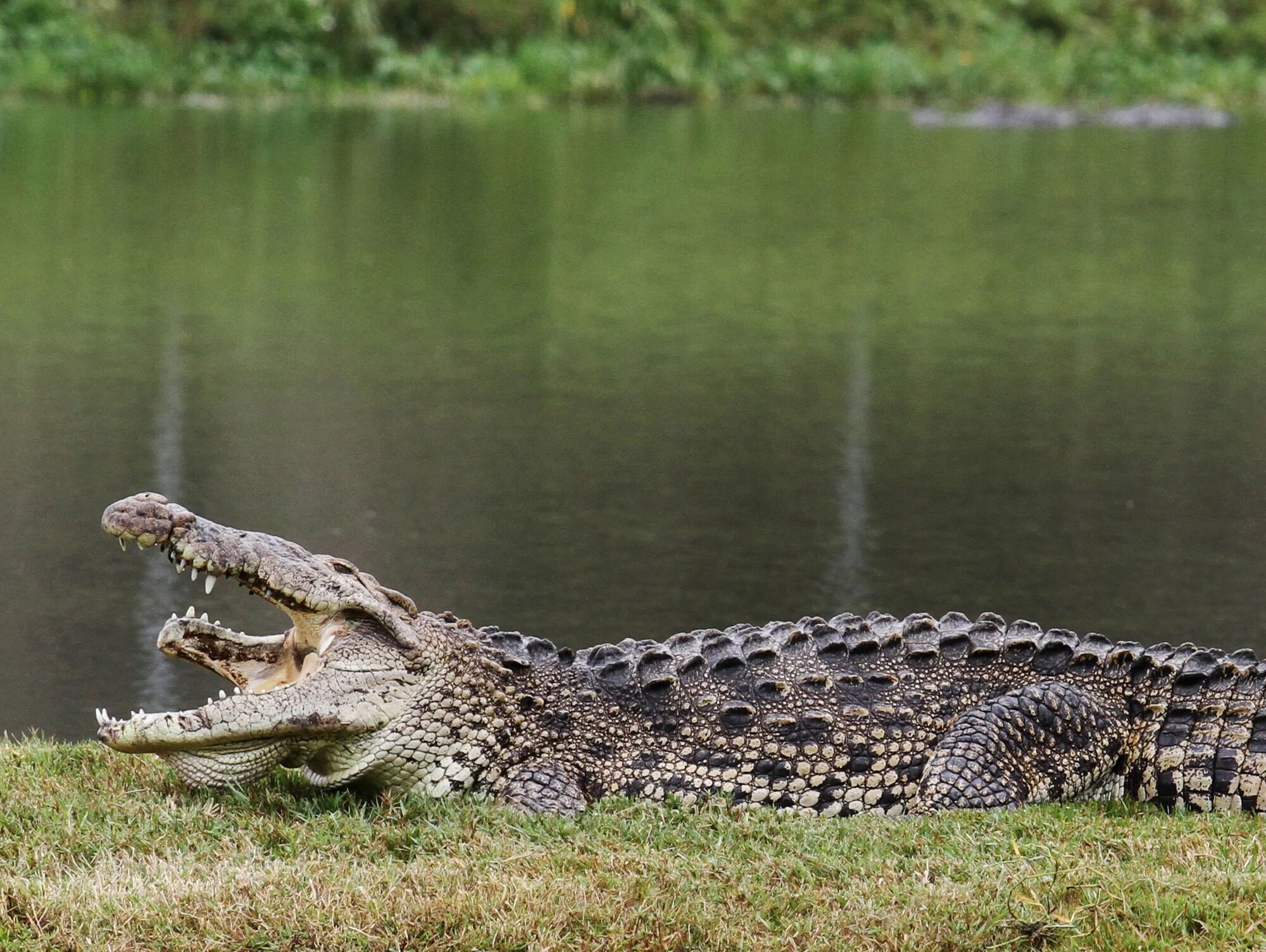 ''Ядерні крокодили'' розплодилися біля АЕС у США (фото)