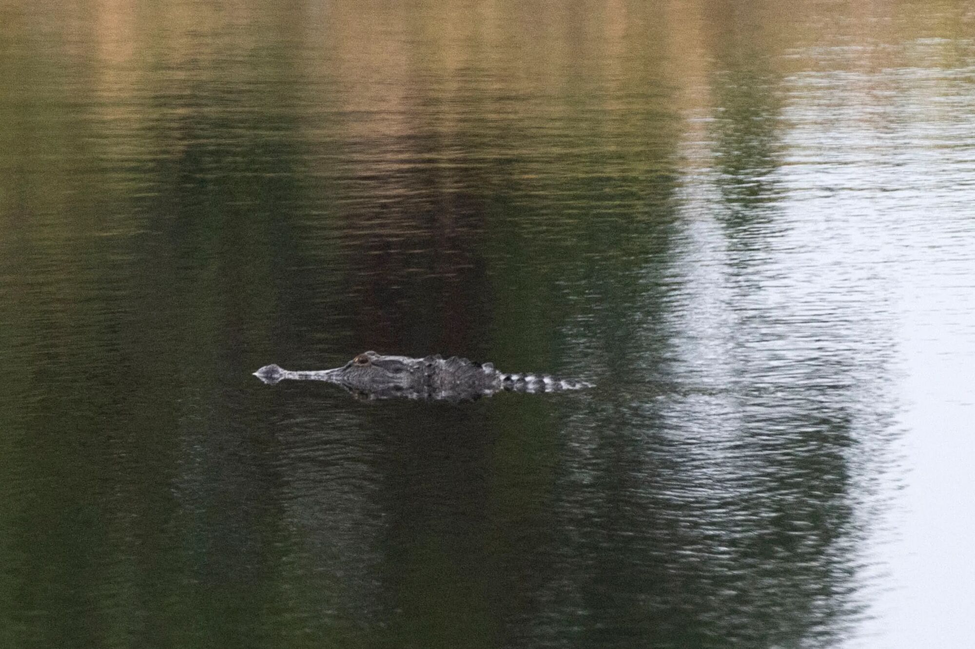 ''Ядерные крокодилы'' расплодились возле АЭС в США (фото)