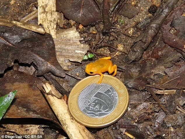 Scientists find the world's tiniest vertebrate (photo)