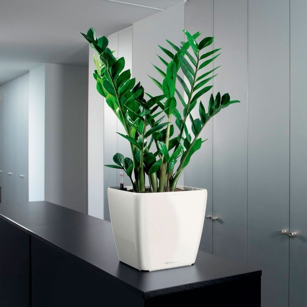 Найкращі кімнатні рослини для ''притягування й уловлювання пилу'' у вашому домі