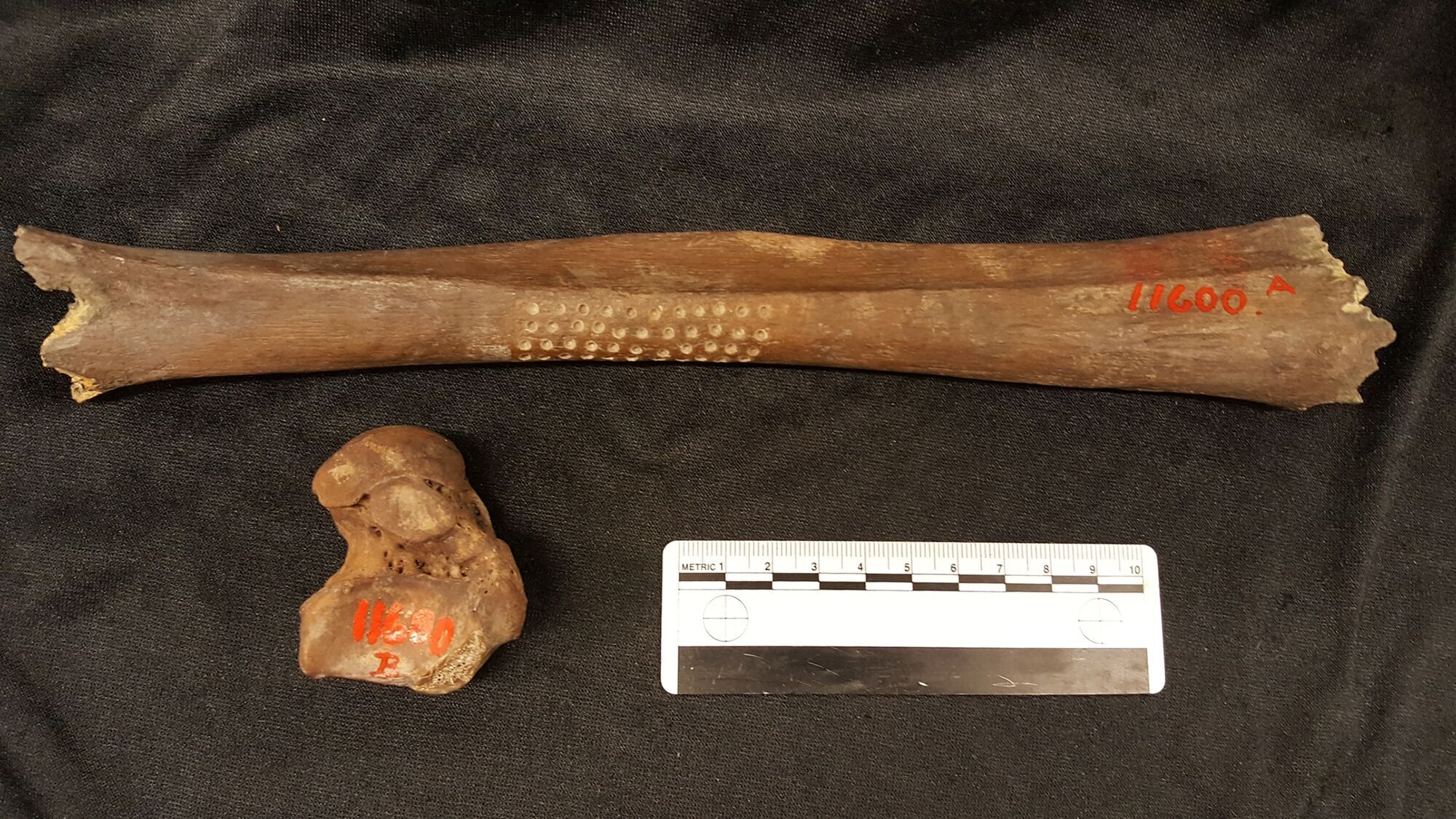 Дослідники з'ясували подробиці про болотяне тіло з Данії, якому 5000 років (фото)