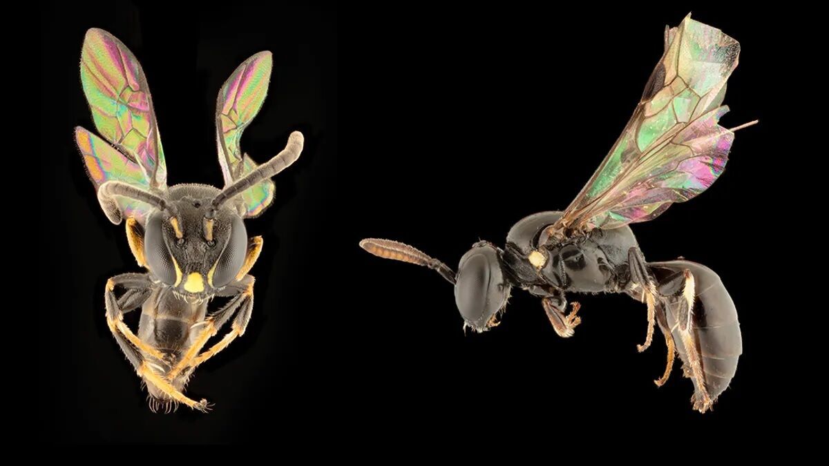 Eight new rainbow bee species found in Polynesia that ''jump across islands'' (photo)