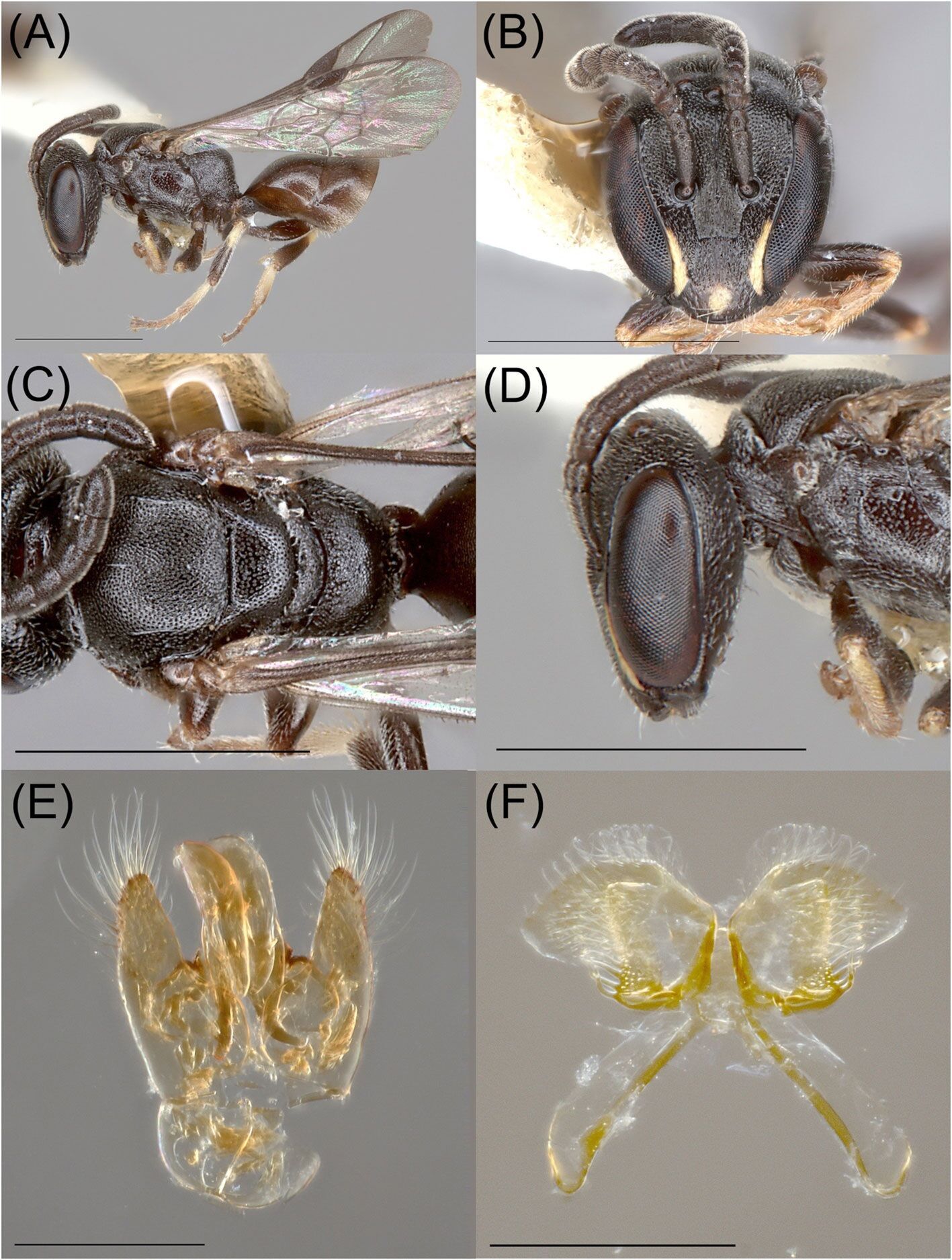 У Полінезії знайшли одразу вісім нових райдужних видів бджіл, які ''стрибають по островах'' (фото)