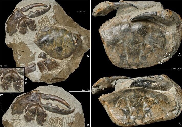 Окаменевшую клешню гигантского краба нашли в Новой Зеландии: существо жило на земле более 8 млн лет назад (фото)
