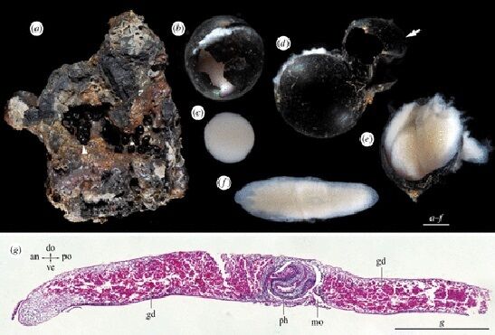 Mysterious black eggs with embryos found at the bottom of the ocean (photo)