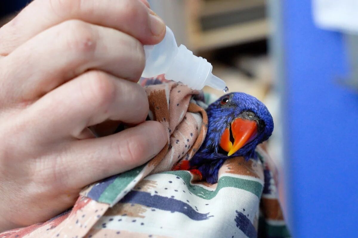 В Австралии парализованные попугаи, пораженные таинственной болезнью, падали с неба (фото)