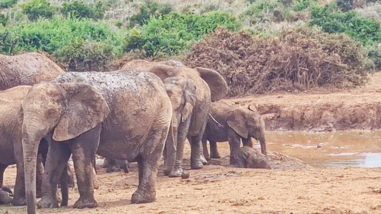 В ЮАР слоны спасли детеныша, который чуть не утонул в водоеме (видео и фото)