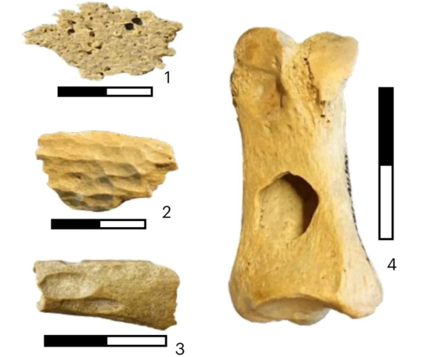 У Німеччині виявили стародавні кістки, які змінюють час прибуття Homo Sapiens в Європу