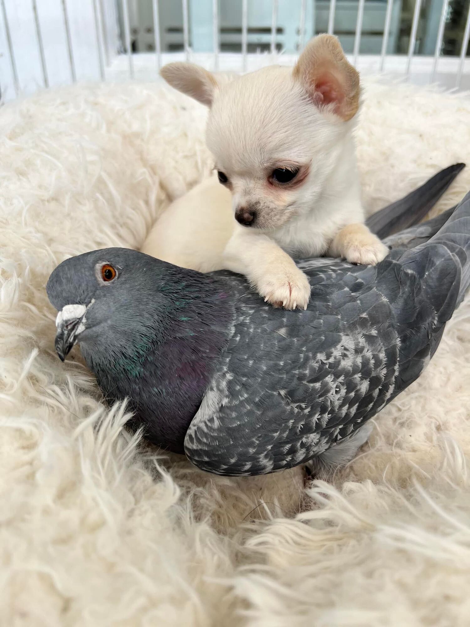 A pigeon that can't fly makes friends with a puppy that can't walk (cute photos)