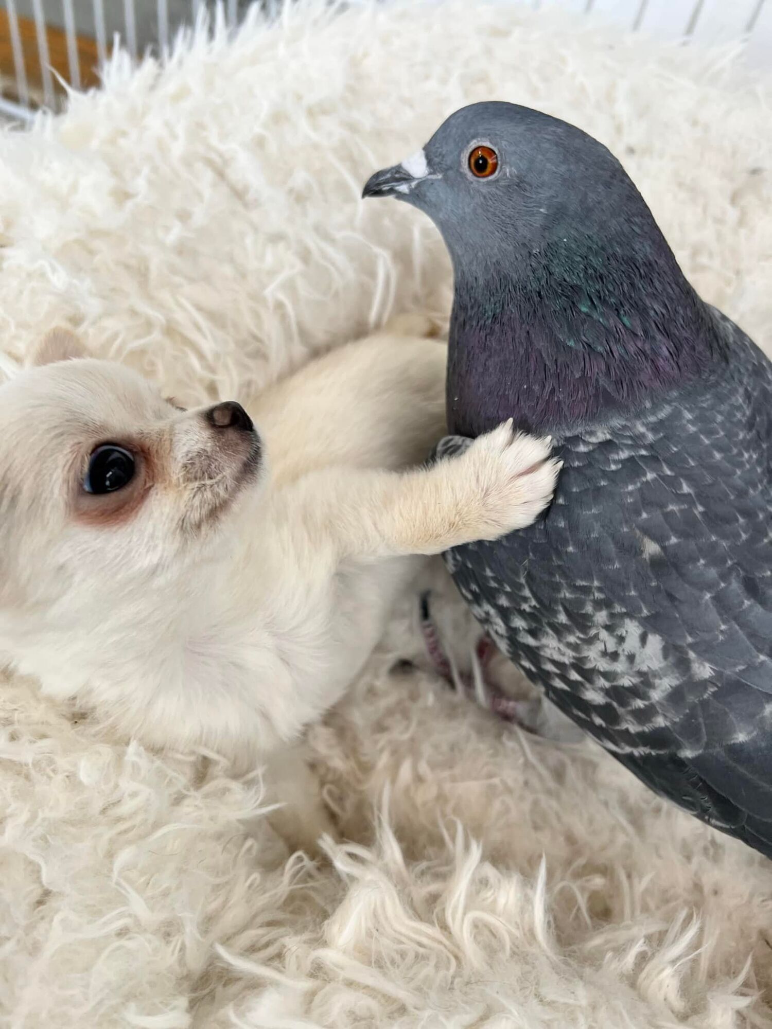 A pigeon that can't fly makes friends with a puppy that can't walk (cute photos)