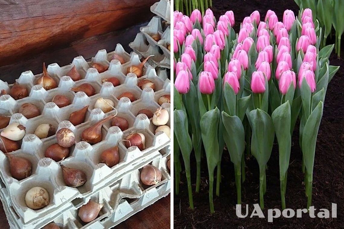 Не викидайте лотки з-під яєць: незамінні для висадження цибулинних квітів