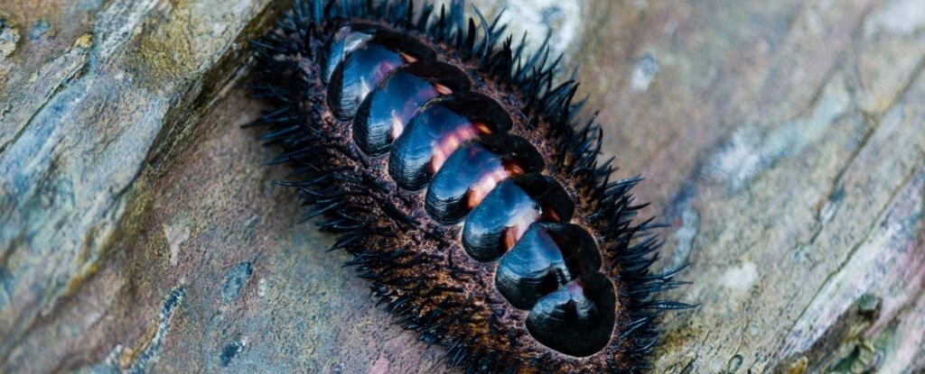 Co wiadomo o dziwacznym stworzeniu morskim, które ma tysiące oczu pokrywających ponad połowę jego ciała (zdjęcie)