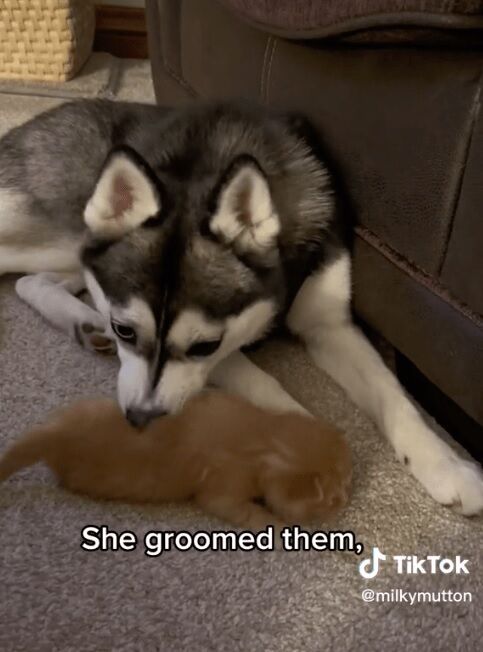 Собака у США ''викрав'' кошенят у кицьки та став сам їх доглядати (кумедне відео)