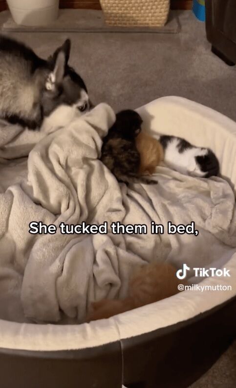 A dog in the United States ''stole'' kittens from a cat and began to take care of them himself (funny video)