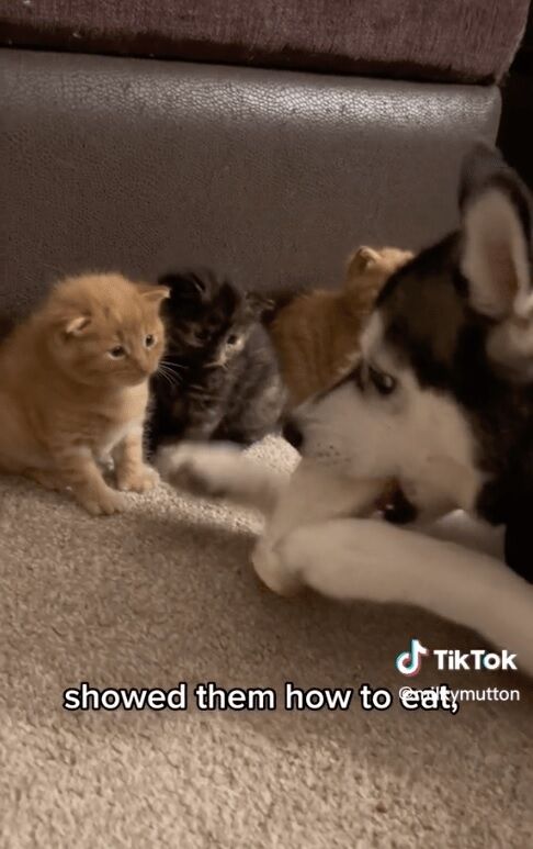 Собака у США ''викрав'' кошенят у кицьки та став сам їх доглядати (кумедне відео)