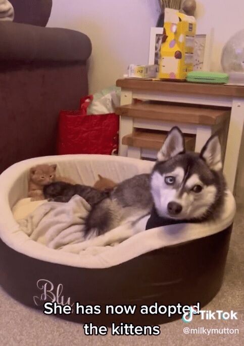 A dog in the United States ''stole'' kittens from a cat and began to take care of them himself (funny video)