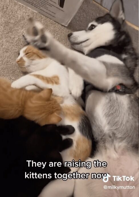 Собака в США ''похитила'' котят у кошки и стала сама за ними ухаживать (забавное видео)