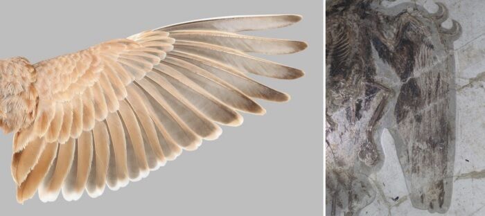 Determining the power of flight: scientists have found an ancient pattern hidden in bird feathers (photo)