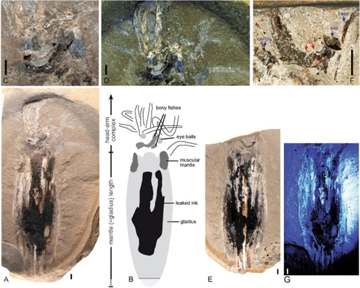 Скам'янілість кальмара-вампіра зі здобиччю знайшли у Люксембурзі: жив на Землі 180 млн років тому (фото)