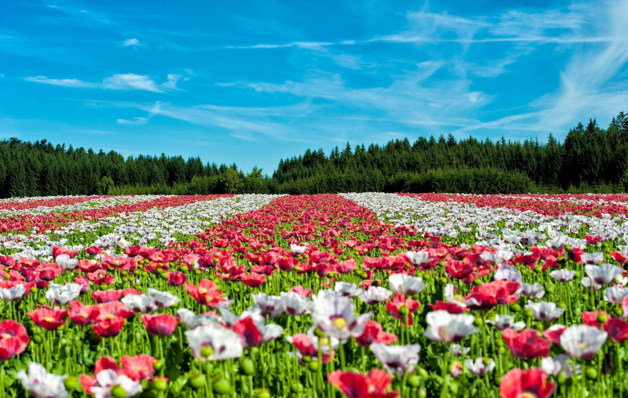 Где начать цветочный туризм в Украине в 2024 году: самые ароматные локации для отдыха и впечатлений