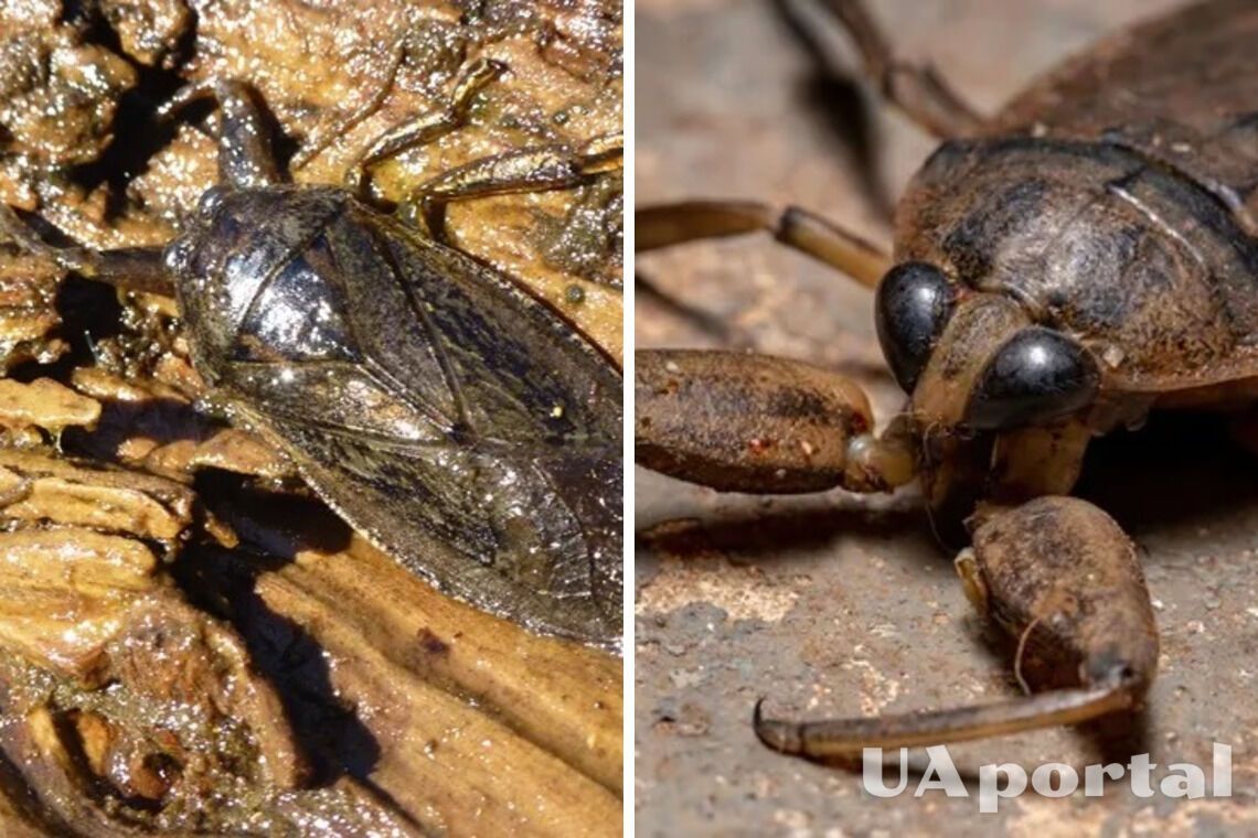 На Кіпрі знайшли гігантських водяних жуків, що атакують пальці туристів (фото)