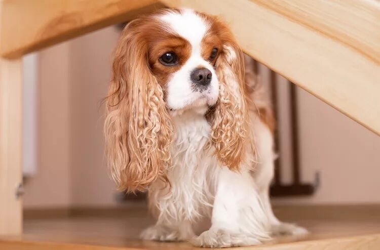 Експерти назвали найкращі породи собак, яких легко утримувати у квартирі (фото)