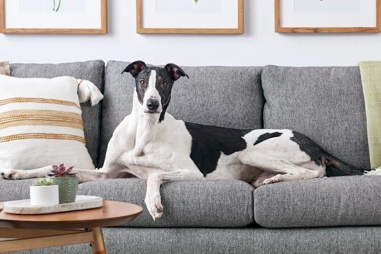 Эксперты назвали лучшие породы собак, которых легко содержать в квартире (фото)