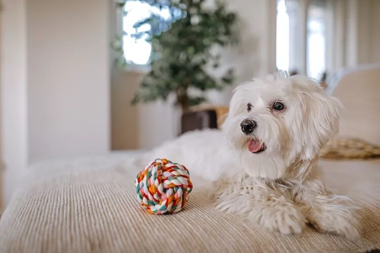 Експерти назвали найкращі породи собак, яких легко утримувати у квартирі (фото)