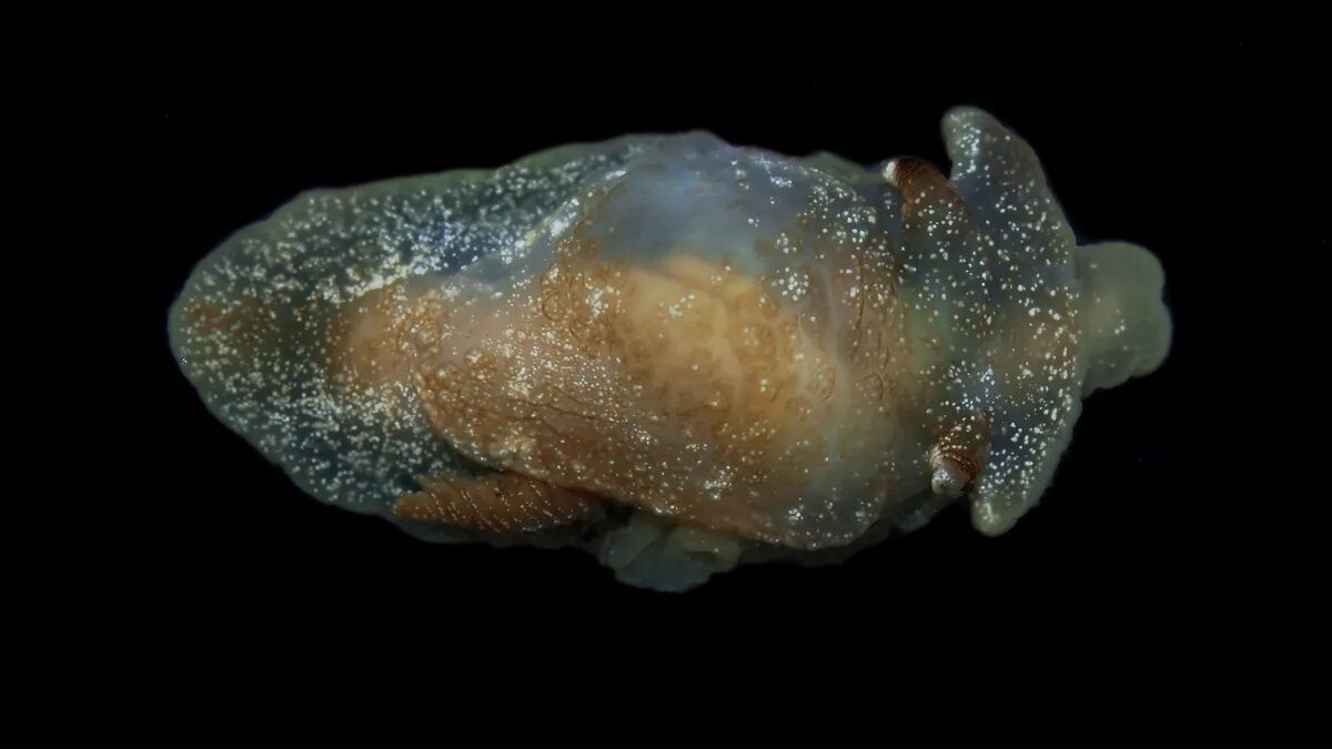 Nowy gatunek ślimaków morskich odkryty przypadkowo w Wielkiej Brytanii (foto)