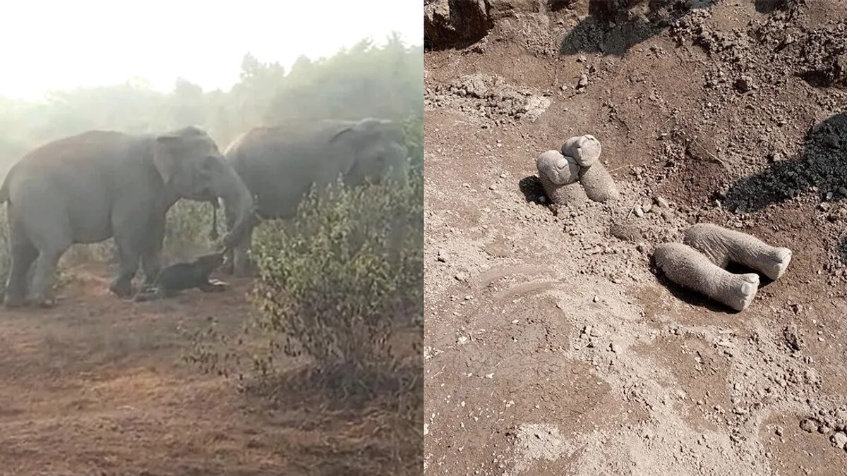 Elephants organize funerals for their dead babies and mourn them - scientists (photo)