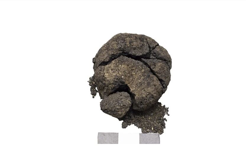 Археологи в Турции нашли самый древний хлеб в мире: находке 8600 лет (фото)