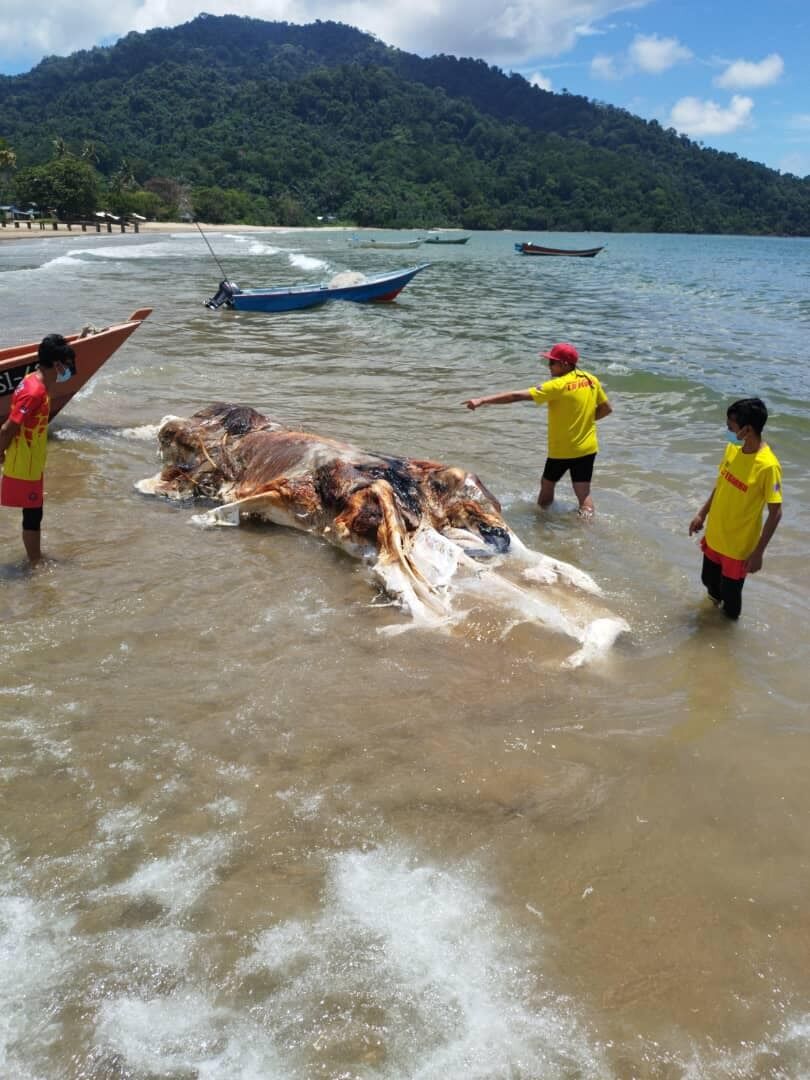 В Малайзии на пляж выбросило труп таинственного жуткого существа (фото)