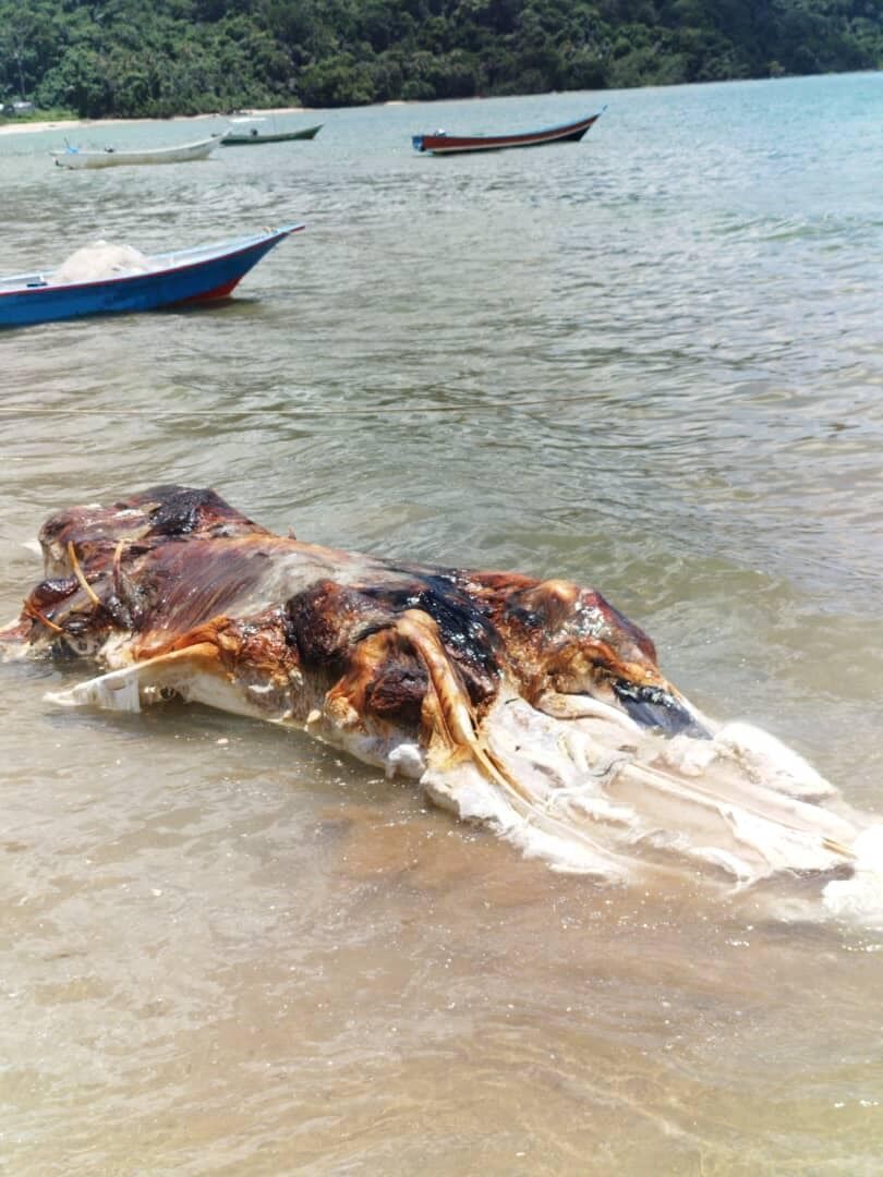 У Малайзії на пляж викинуло труп таємничої моторошної істоти (фото)