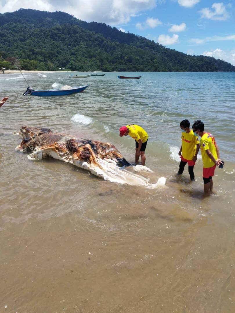 У Малайзії на пляж викинуло труп таємничої моторошної істоти (фото)