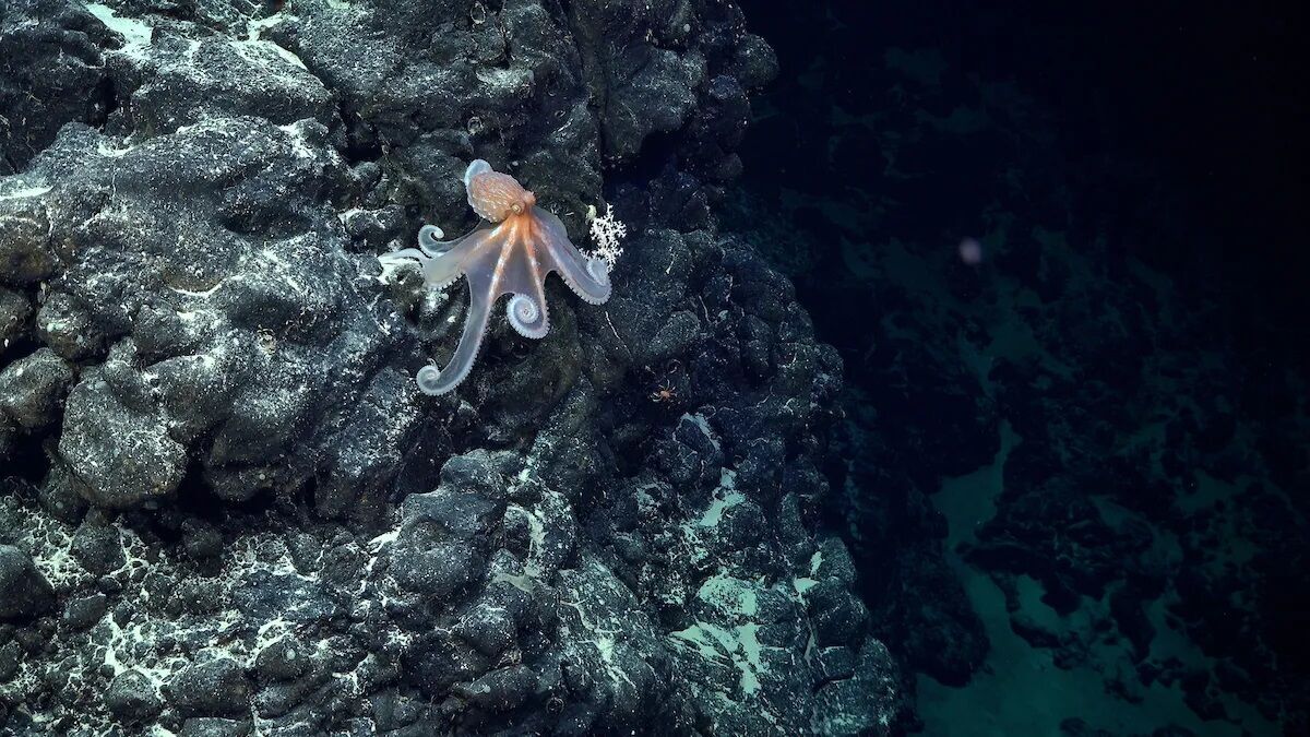 Вблизи острова Пасхи обнаружили более 50 неизвестных ранее видов морских существ (фото)
